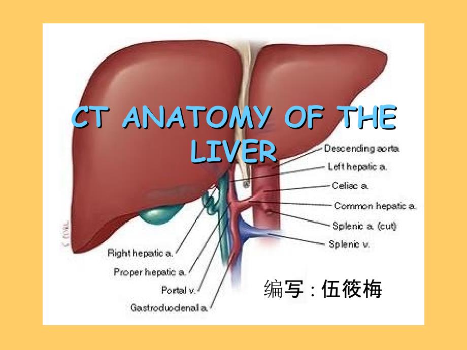 肝脏CT解剖图记忆_第1页