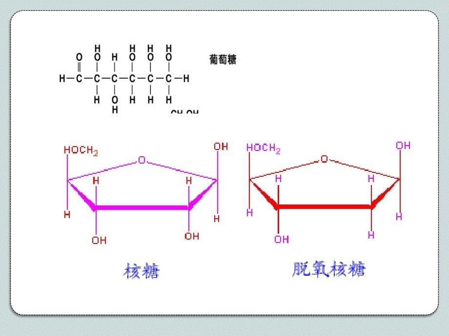 人教版教学课件必修一第二章第四节细胞中的糖和脂_第5页