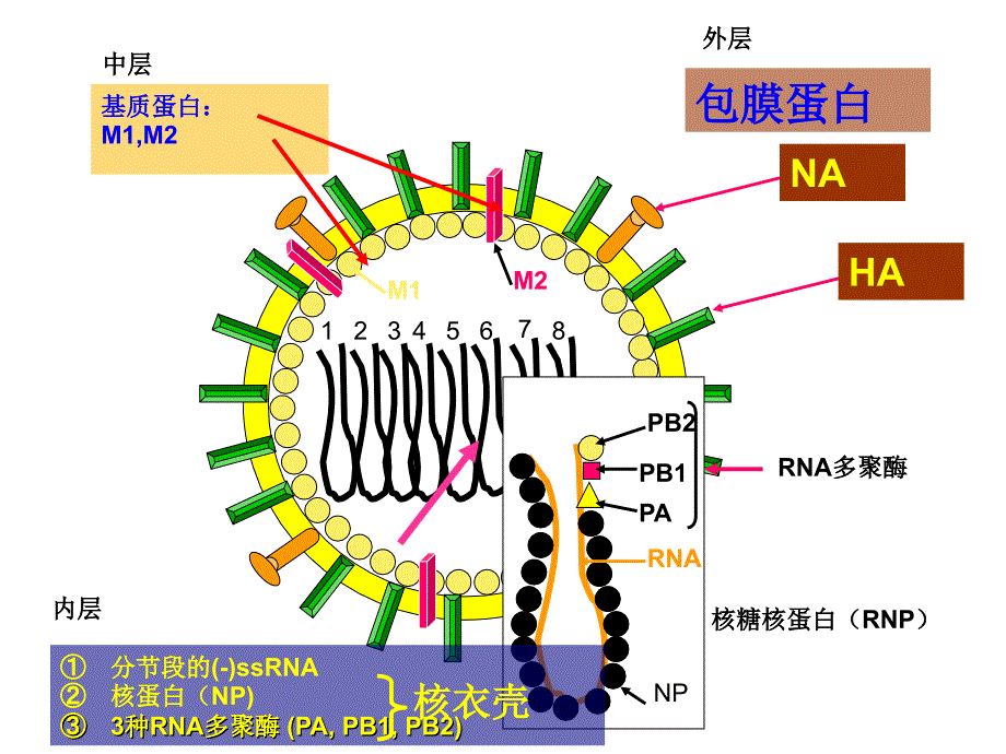 《流感病毒》PPT课件.ppt_第4页