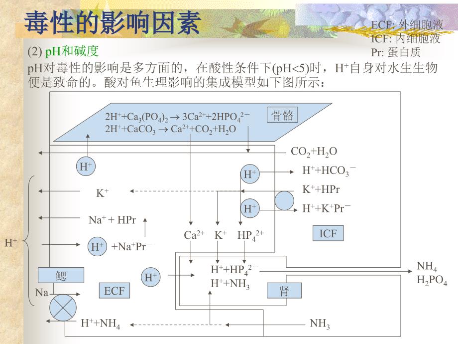 生态毒理学研究方法_第4页