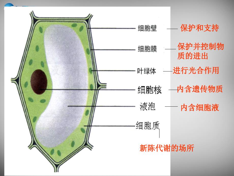 人教初中生物七上第2单元第1章第3节动物细胞PPT课件1_第2页