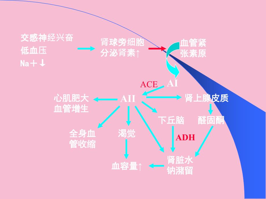 心血管活动的体液调节ppt课件_第4页