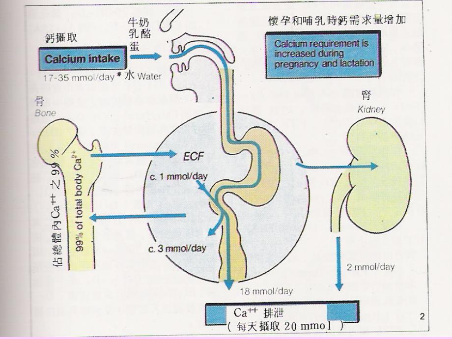 运动对骨骼功能的影响_第2页