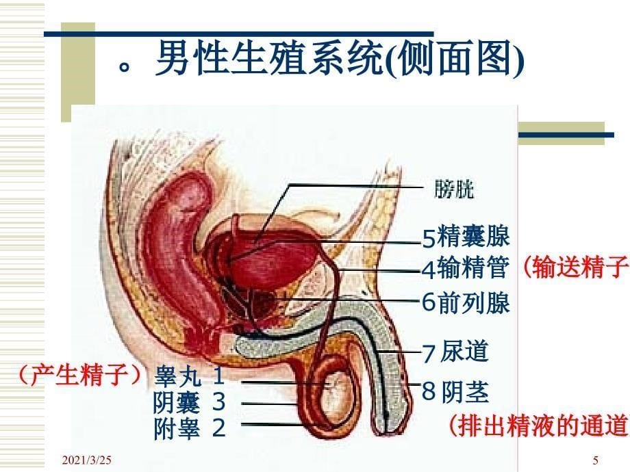 女生生理卫生PPT课件_第5页