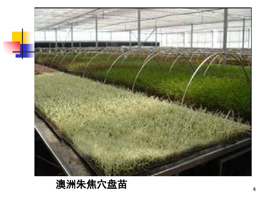 植物细胞工程非常棒的分享资料_第4页