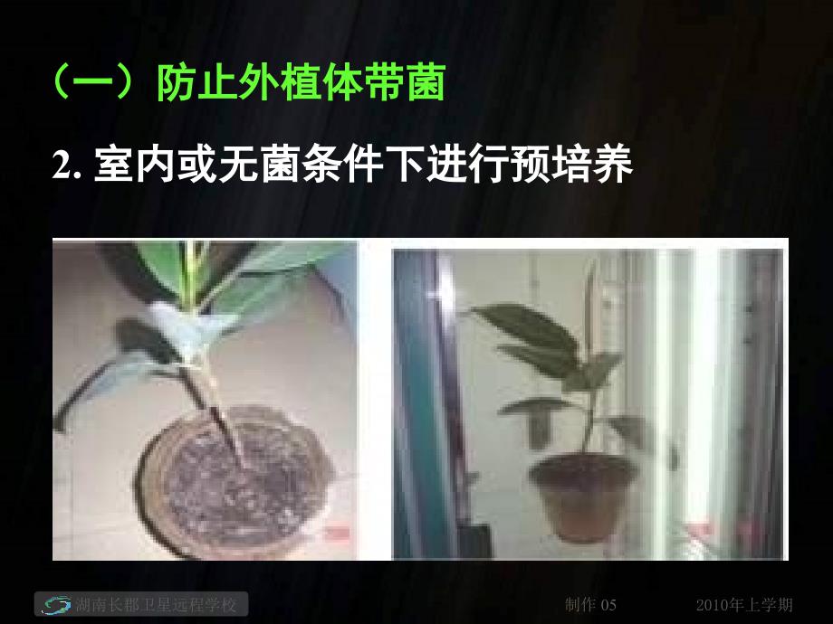 高二生物《月季的花药培养》PPT课件_第4页