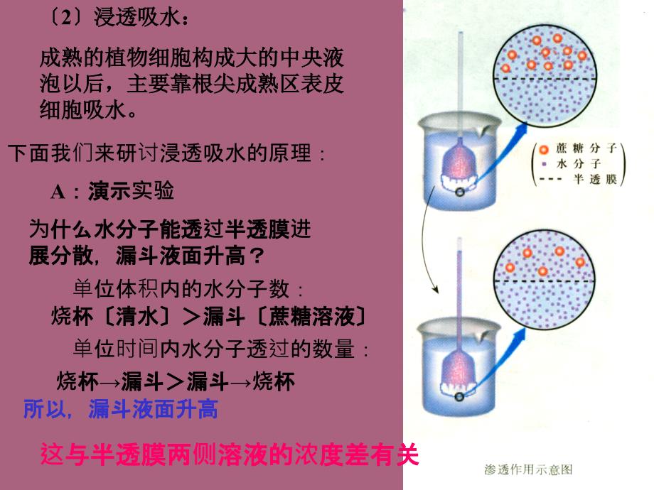 植物对水分吸收和利用ppt课件_第4页