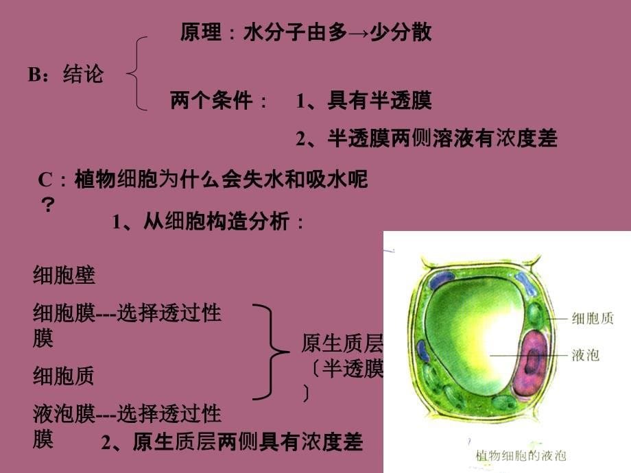 植物对水分吸收和利用ppt课件_第5页