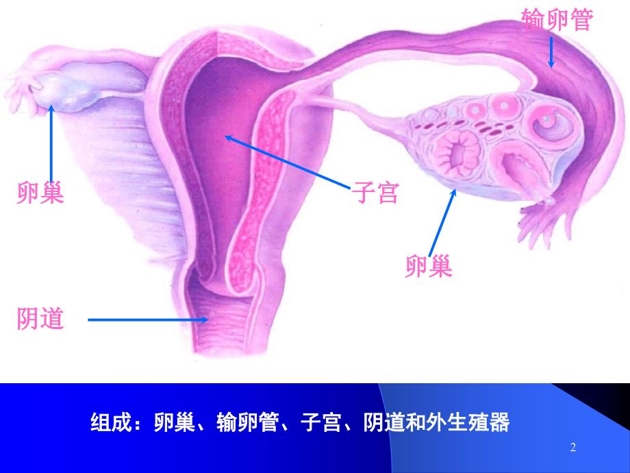 16女性生殖系统组织胚胎学_第2页