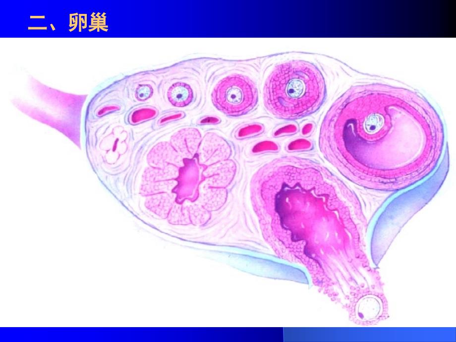 16女性生殖系统组织胚胎学_第4页