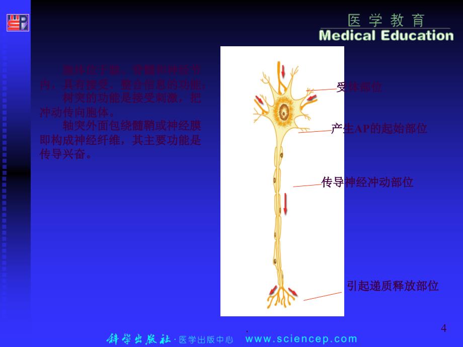 06134神经系统生理学ppt课件_第4页