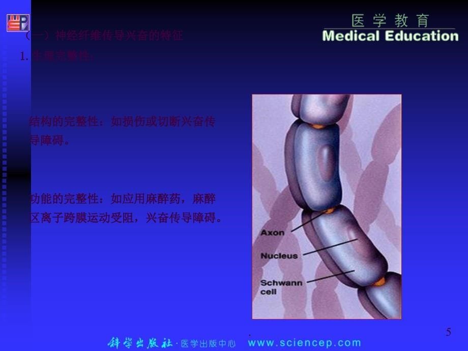 06134神经系统生理学ppt课件_第5页