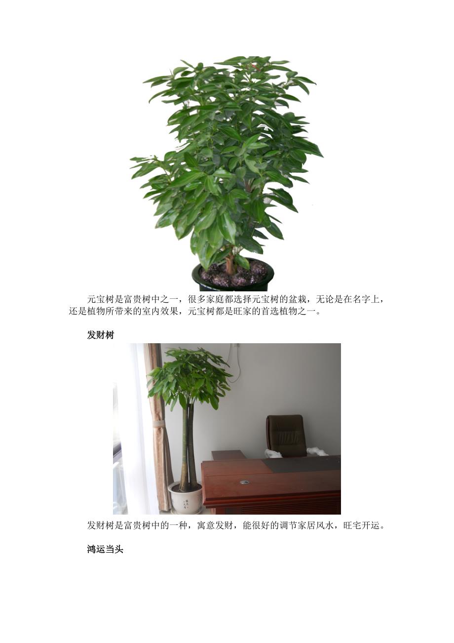 几种常见的旺宅开运风水植物_第2页