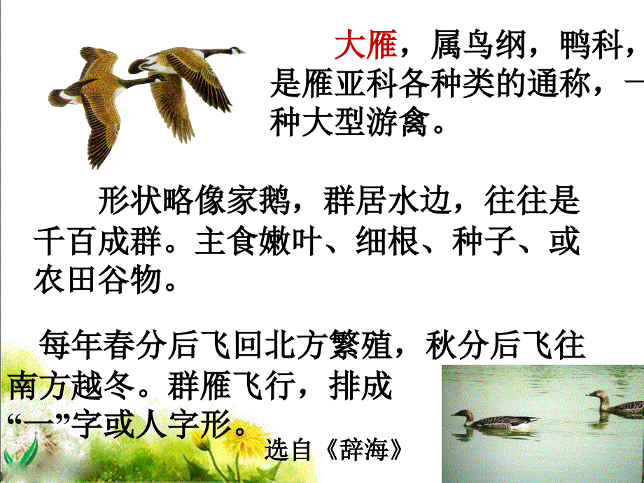 14《大雁归来》_第4页