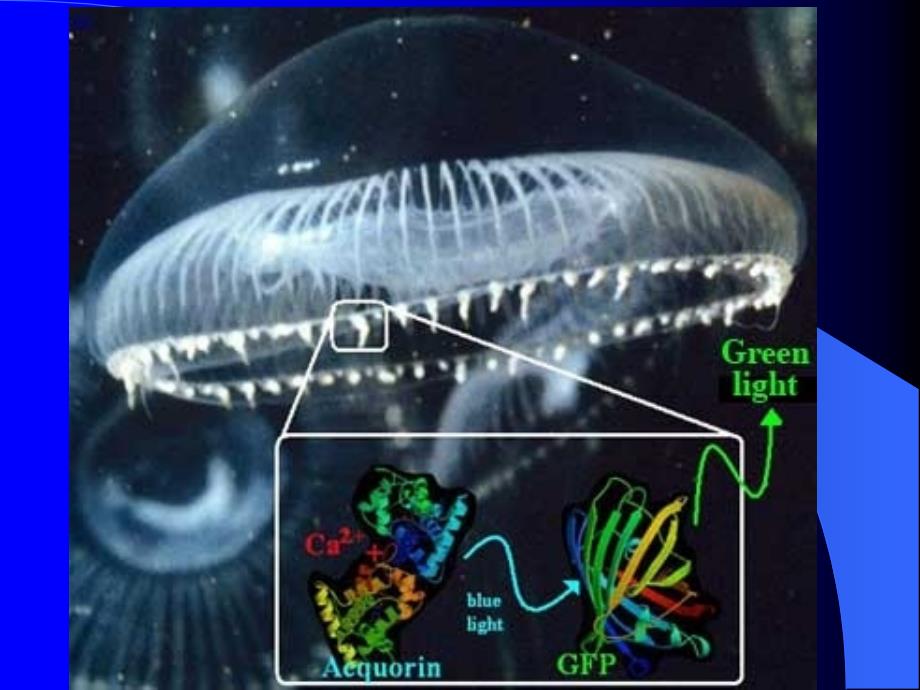 生物技术与生物制药课件_第3页