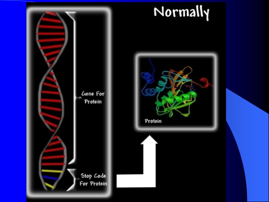 生物技术与生物制药课件_第4页