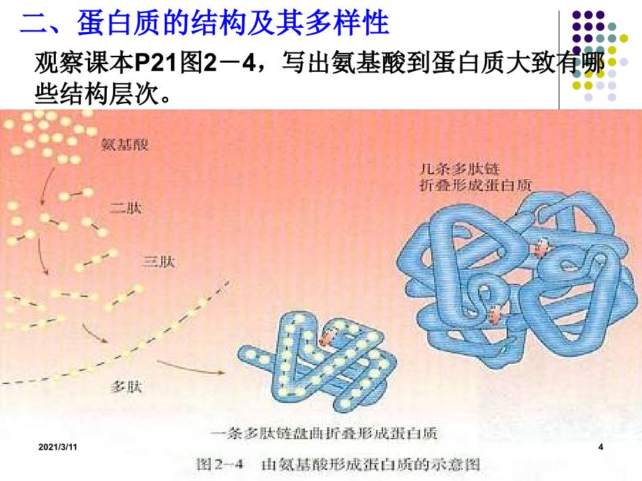 氨基酸脱水缩合_第4页