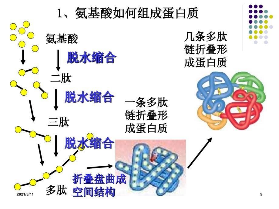 氨基酸脱水缩合_第5页