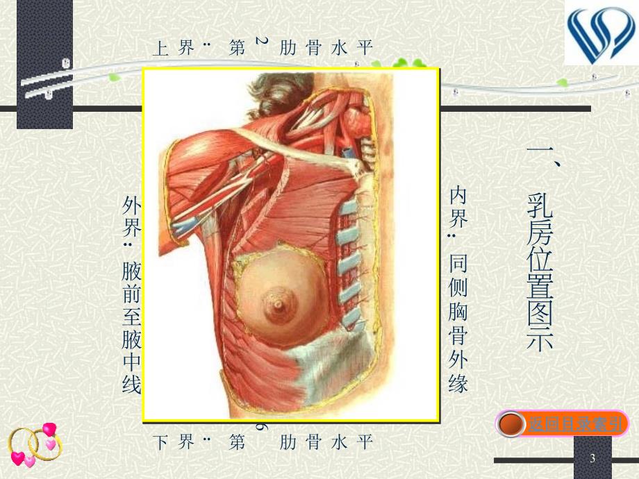 乳腺疾病病的护理刘耀深_第3页