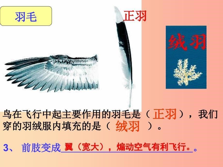 江苏省七年级生物下册12.1空中的生物_鸟类课件新版苏科版.ppt_第5页