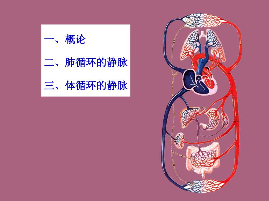 系统解剖学ppt课件_第2页