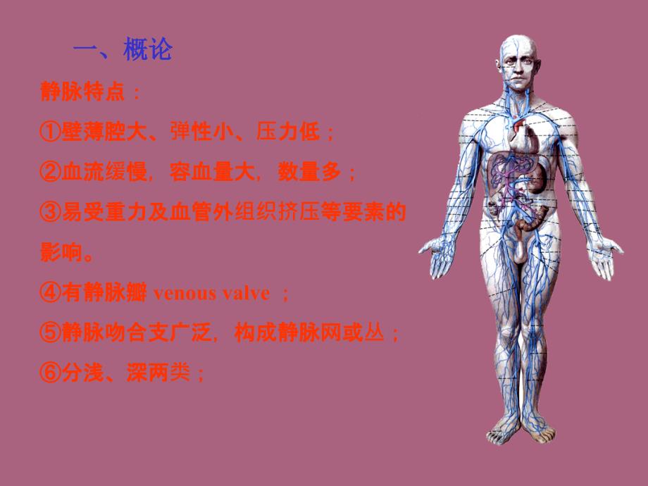 系统解剖学ppt课件_第3页