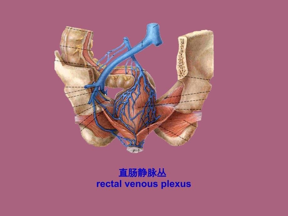 系统解剖学ppt课件_第5页