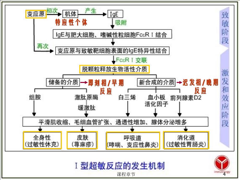 6-1 超敏反应【上课课堂】_第4页