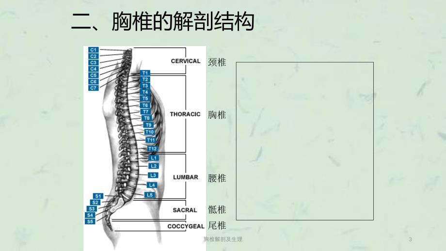 胸椎解剖及生理课件_第3页