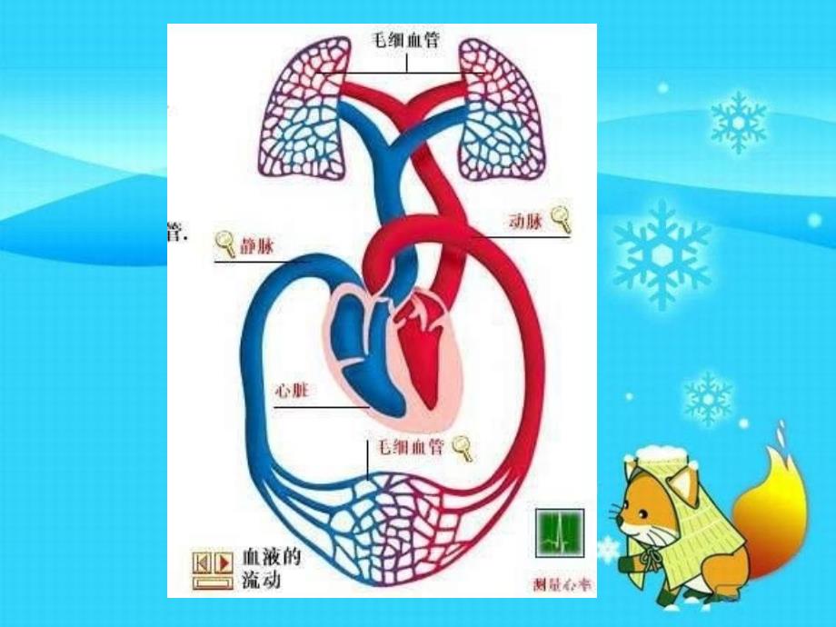 系统解剖学脉管系统_第4页