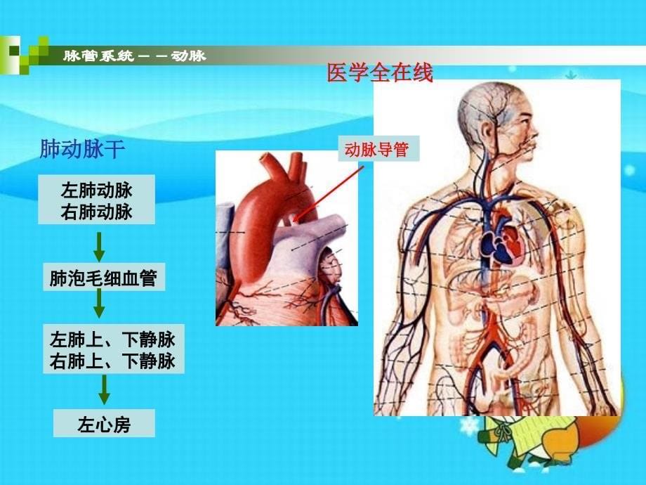 系统解剖学脉管系统_第5页