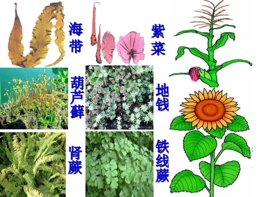 311藻类苔藓和蕨类植物_第1页