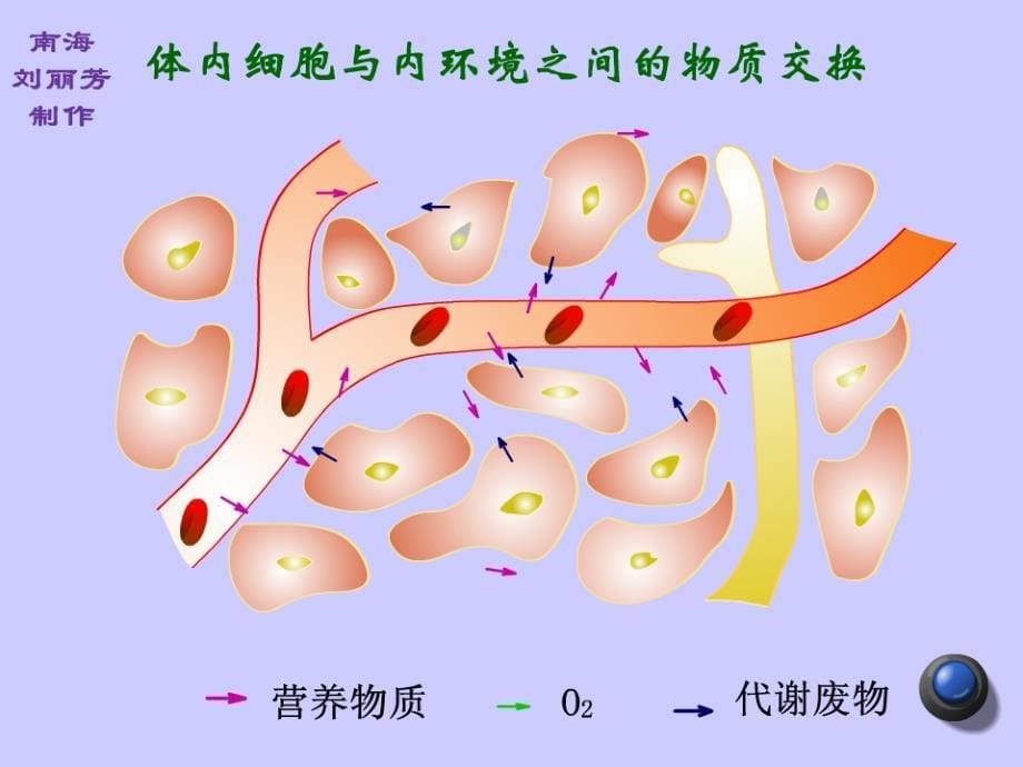 人体内环境与稳态(2016届高三生物一轮复习)_第5页