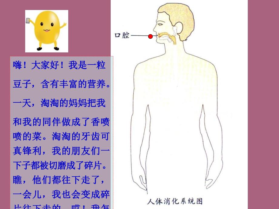 四年级上册科学5食物在体内的旅行教科版ppt课件_第4页