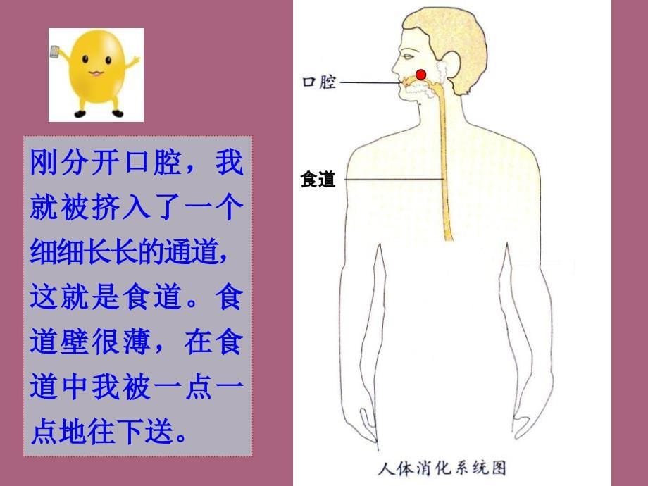 四年级上册科学5食物在体内的旅行教科版ppt课件_第5页