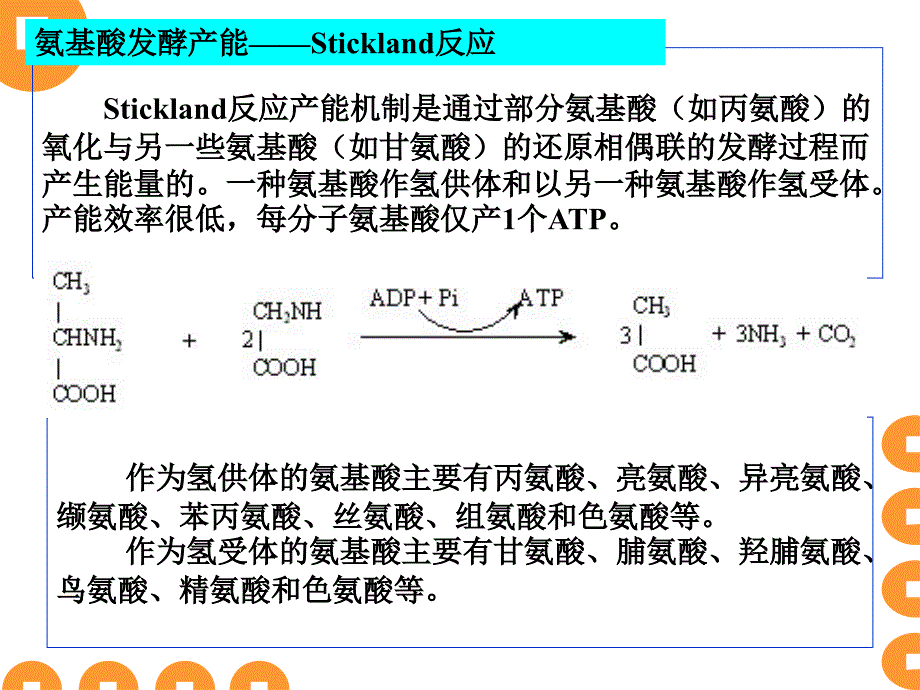 15微生物代谢2_第3页