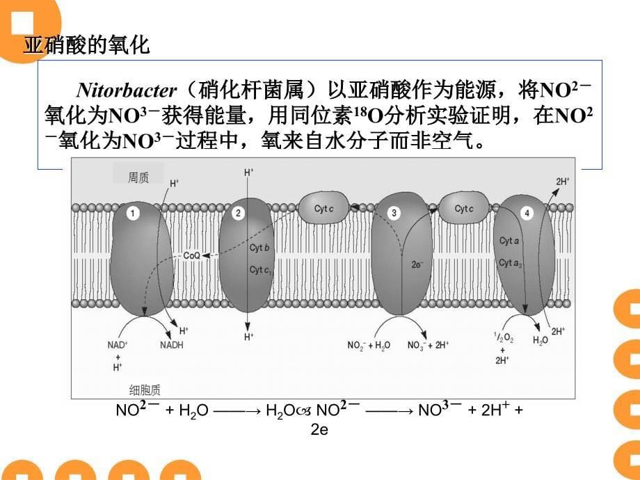 15微生物代谢2_第5页