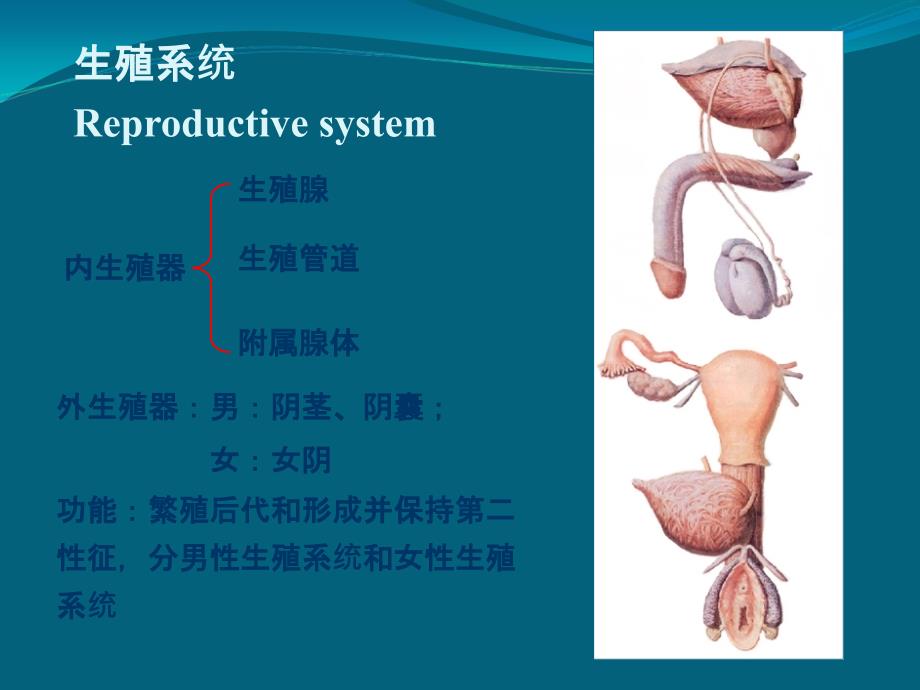 系统解剖学生殖系统_第3页