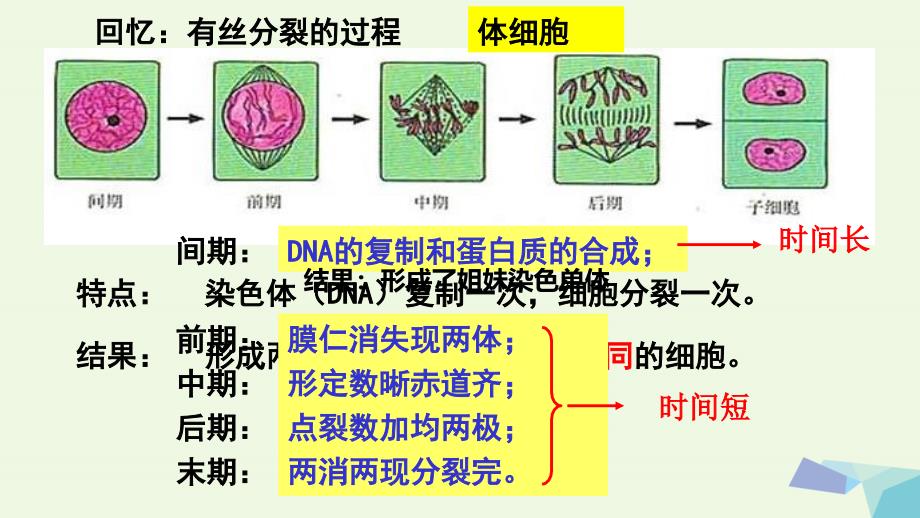 湖南省茶陵县高中生物第二章基因和染色体的关系2.1减数分裂和受精作用课件新人教版必修_第1页