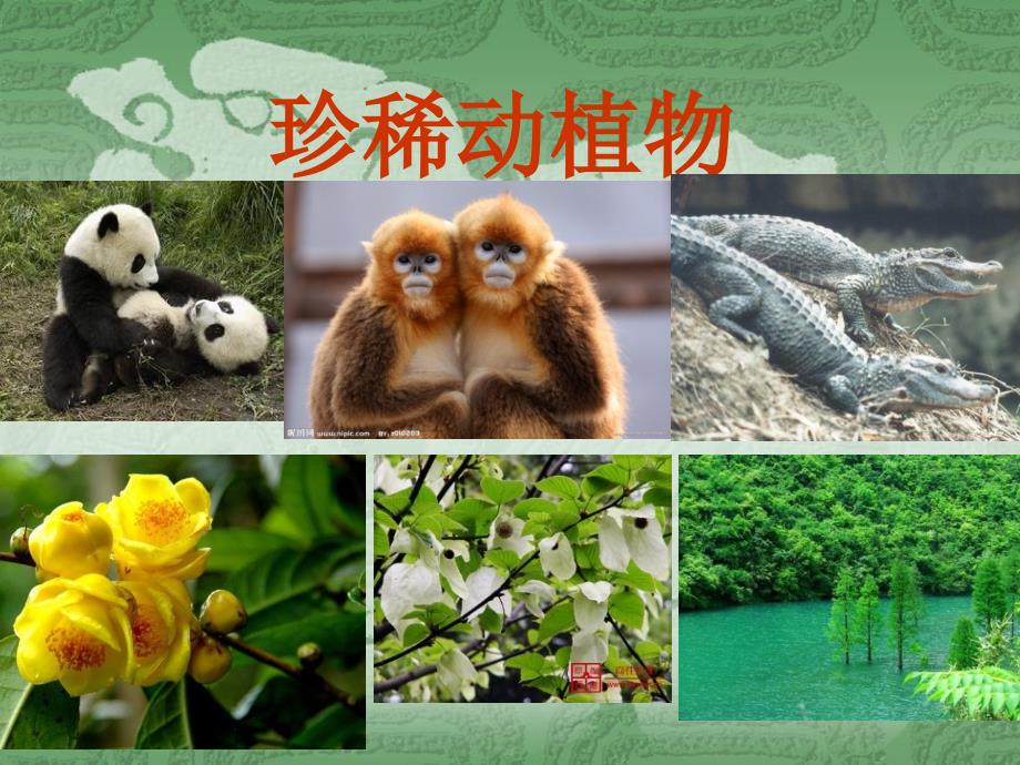 青岛版小学科学六年级上册《珍稀动植物》课件_第1页
