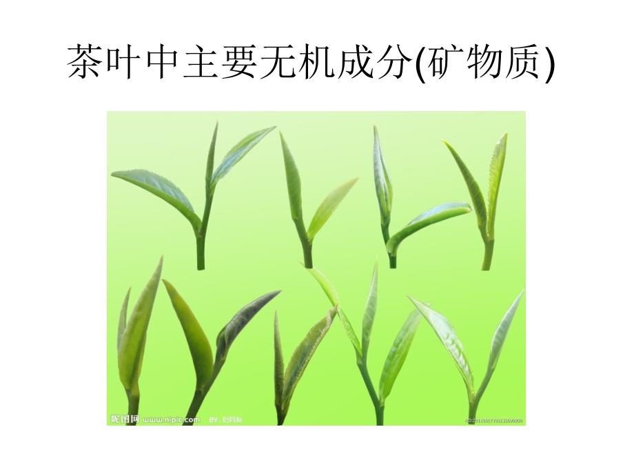 茶叶的主要化学成分.ppt_第4页