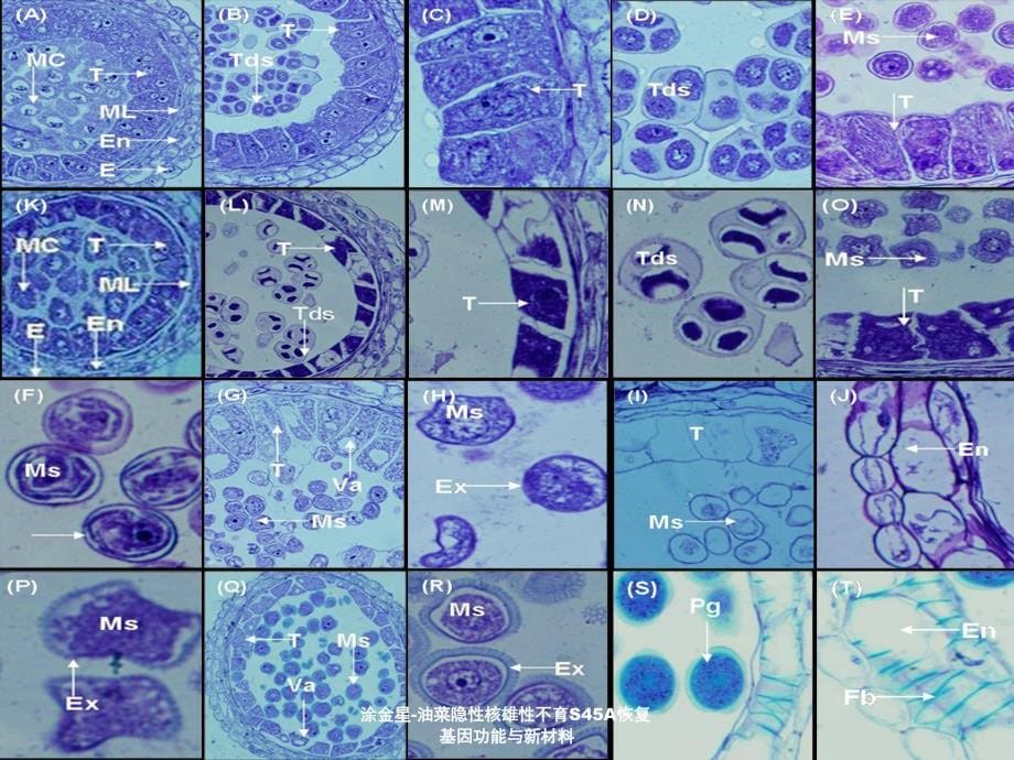 涂金星-油菜隐性核雄性不育S45A恢复基因功能与新材料课件_第5页