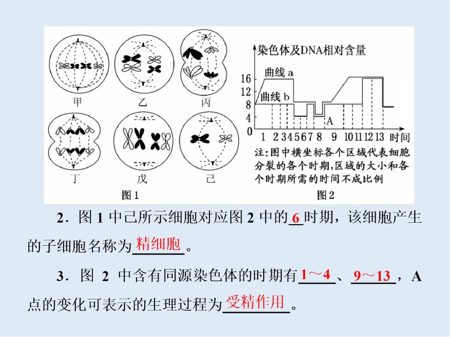 高考生物通用版酷练二轮专题复习课件：专题一 串讲二 细胞的生命历程 第2课时_第4页