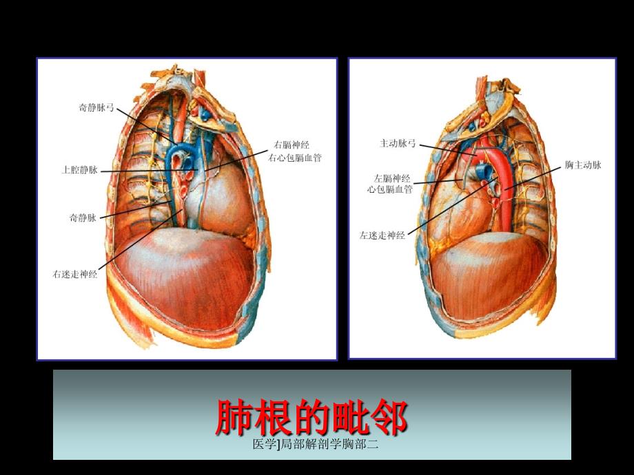 医学局部解剖学胸部二课件_第1页