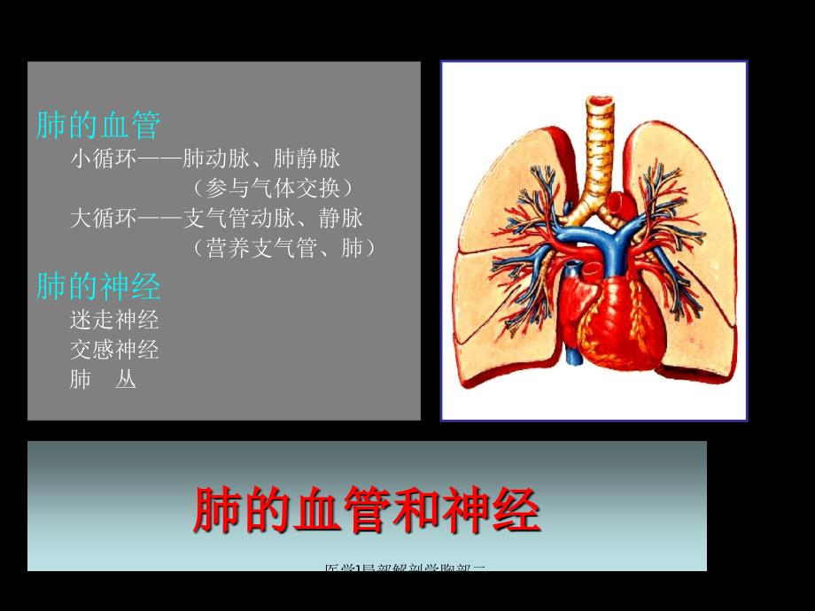 医学局部解剖学胸部二课件_第2页