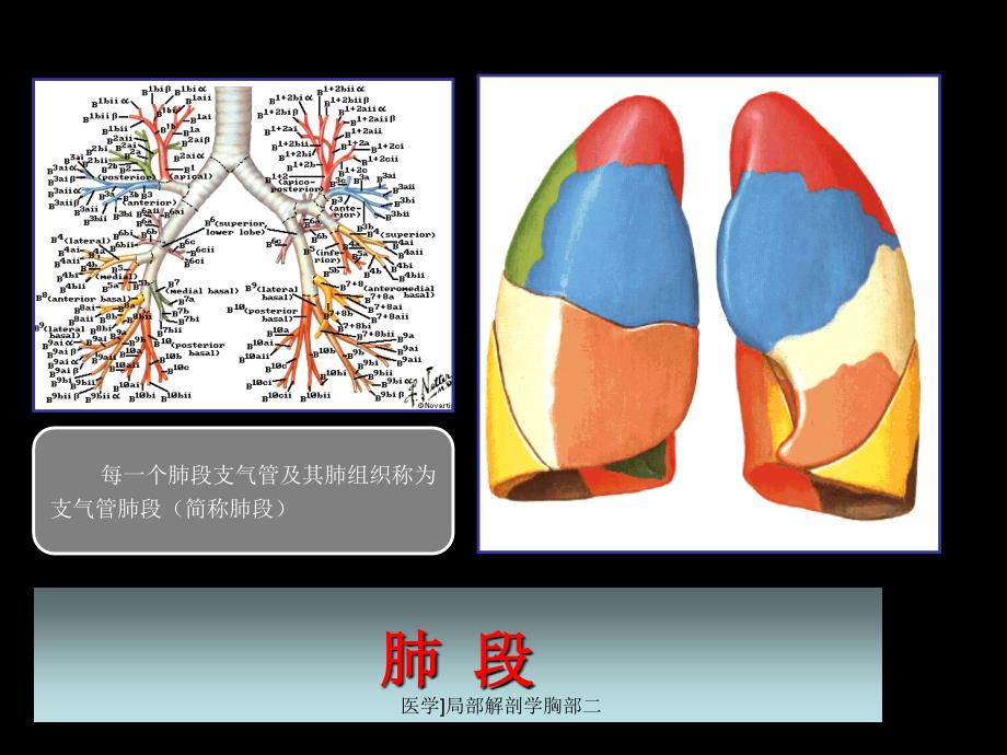 医学局部解剖学胸部二课件_第3页