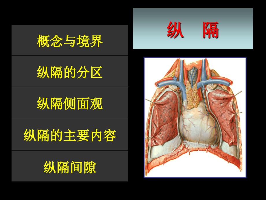 医学局部解剖学胸部二课件_第4页