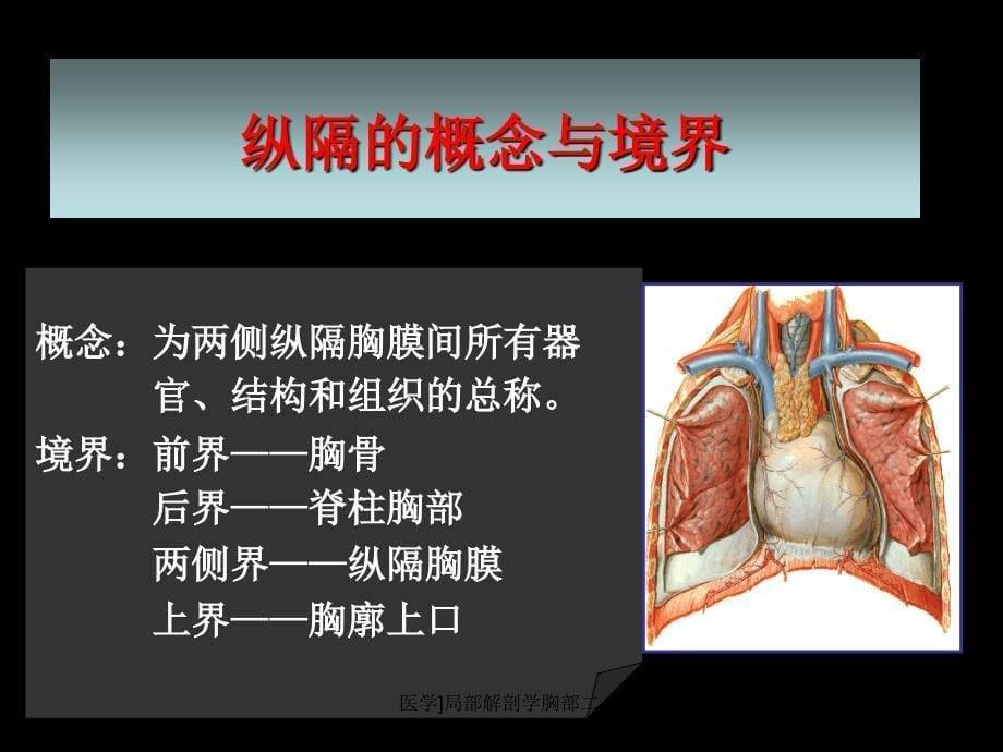 医学局部解剖学胸部二课件_第5页