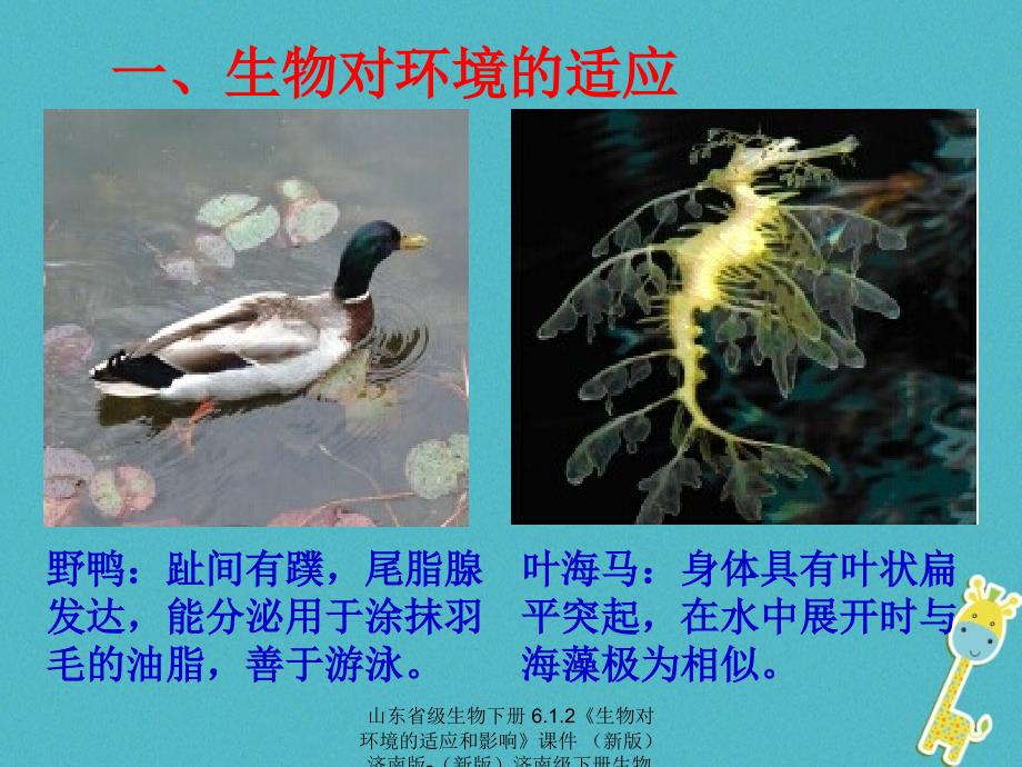 最新生物下册6.1.2生物对环境的适应和影响课件新版济南版新版济南级下册生物课件_第4页