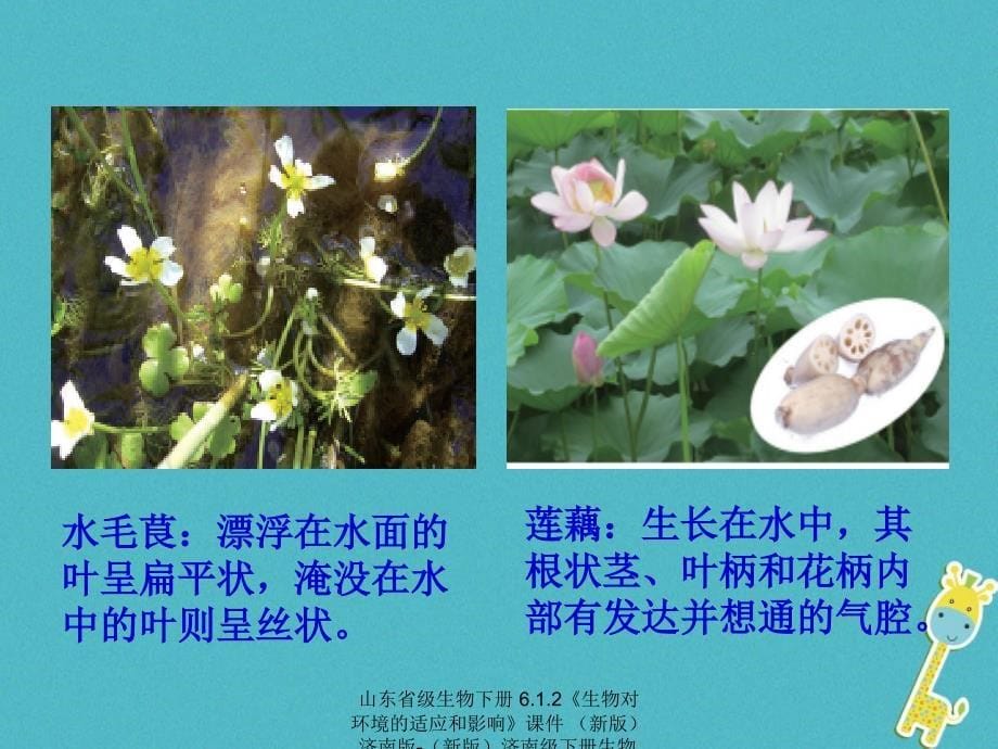 最新生物下册6.1.2生物对环境的适应和影响课件新版济南版新版济南级下册生物课件_第5页